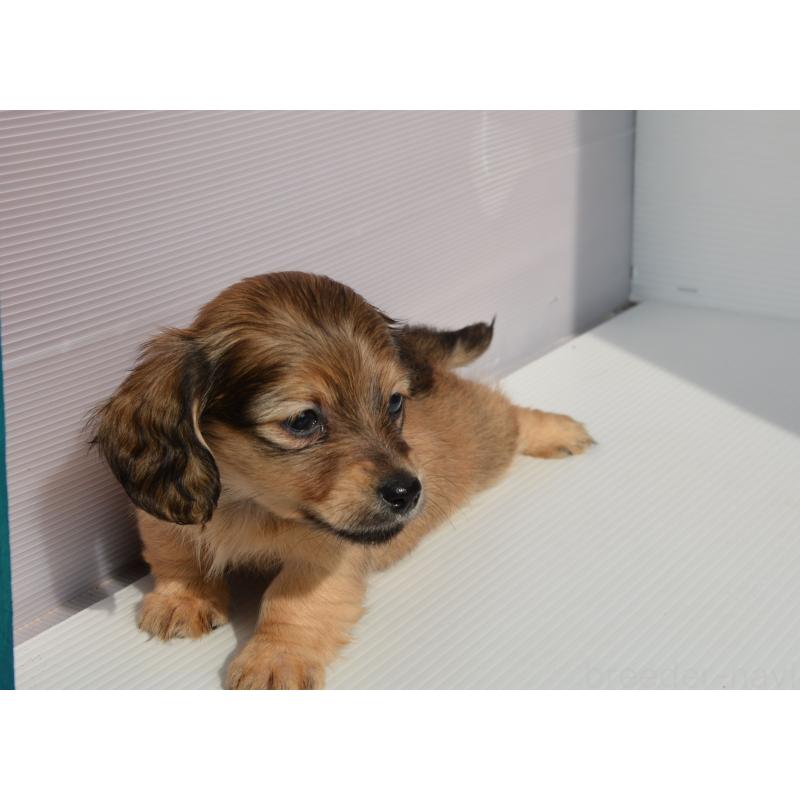 販売中の長崎県のミニチュアダックスフンド(ロングヘアード)-455205の3枚目