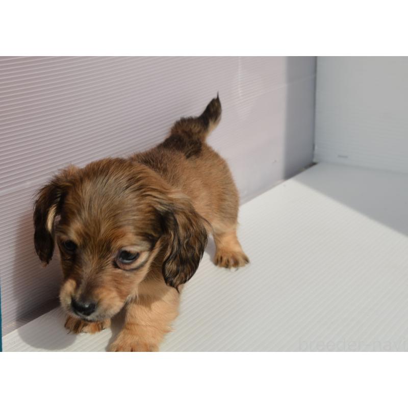 販売中の長崎県のミニチュアダックスフンド(ロングヘアード)-455205の2枚目