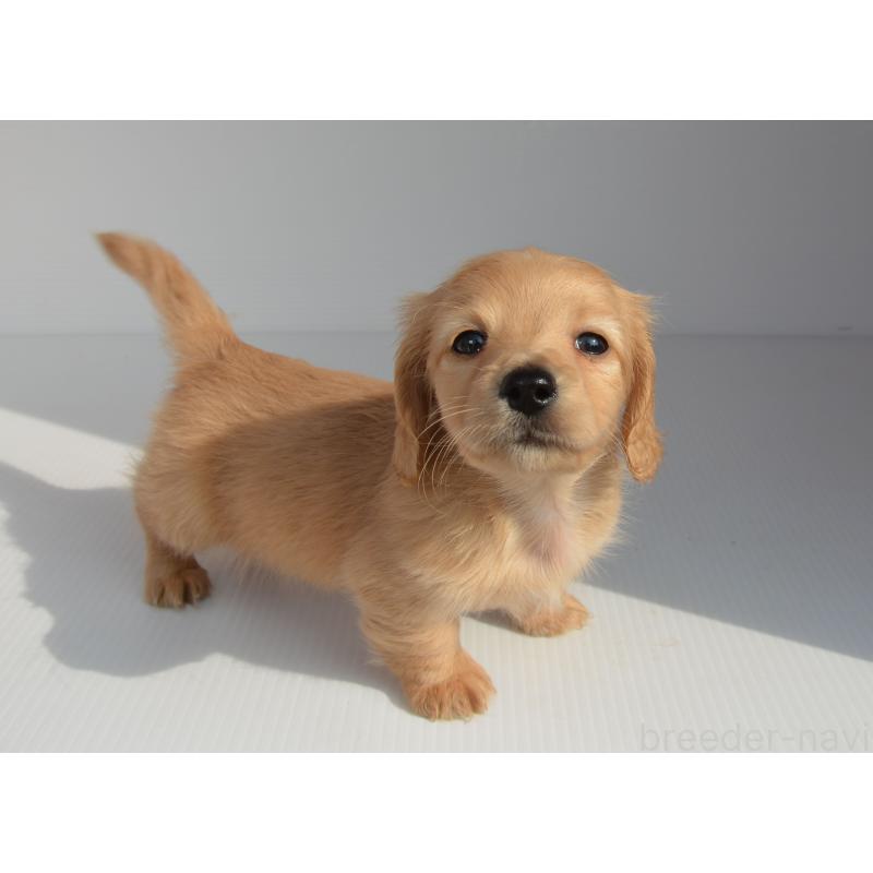 販売中の長崎県のミニチュアダックスフンド(ロングヘアード)-455206の5枚目