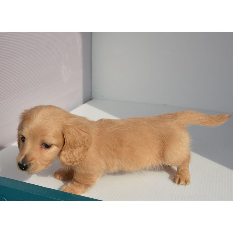 販売中の長崎県のミニチュアダックスフンド(ロングヘアード)-455206の4枚目