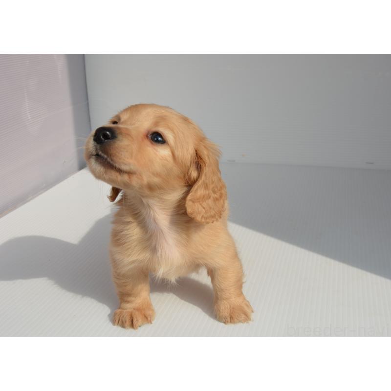 販売中の長崎県のミニチュアダックスフンド(ロングヘアード)-455206の3枚目