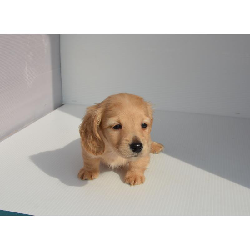 販売中の長崎県のミニチュアダックスフンド(ロングヘアード)-455206の2枚目