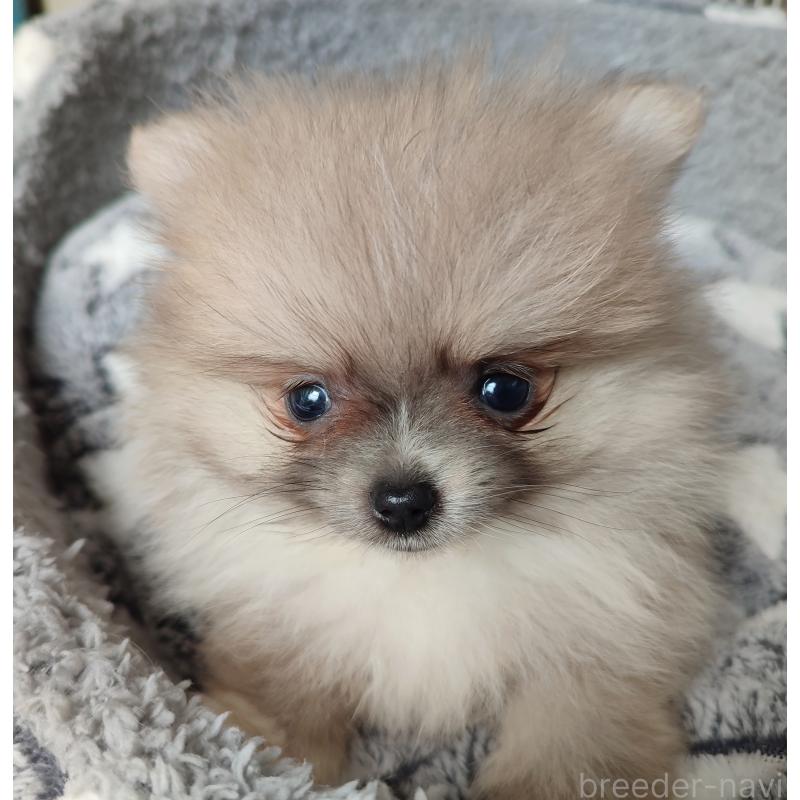 販売中の岡山県のポメラニアン-447339の6枚目
