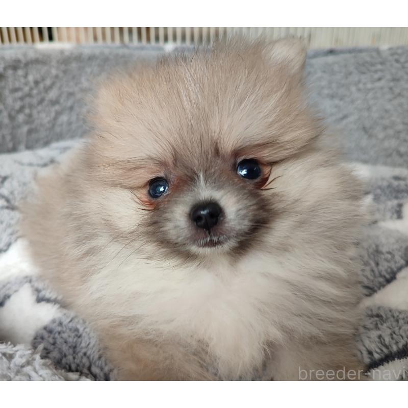 販売中の岡山県のポメラニアン-447339の5枚目