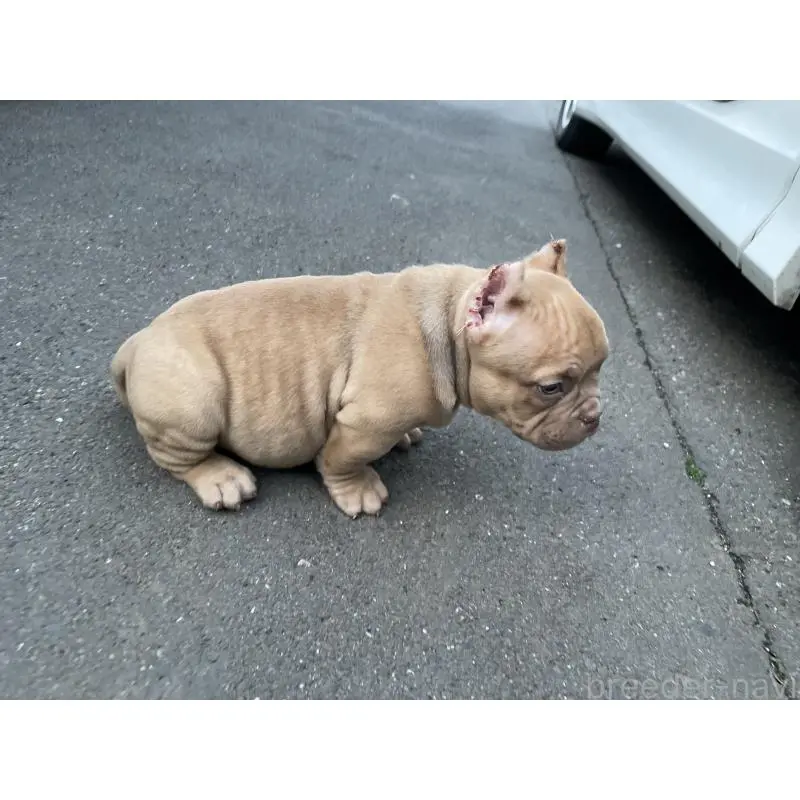 販売中の茨城県のエキゾチックブリー-455207の3枚目