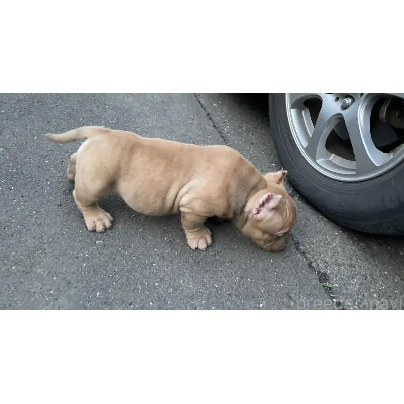 販売中の茨城県のエキゾチックブリー-455207の2枚目