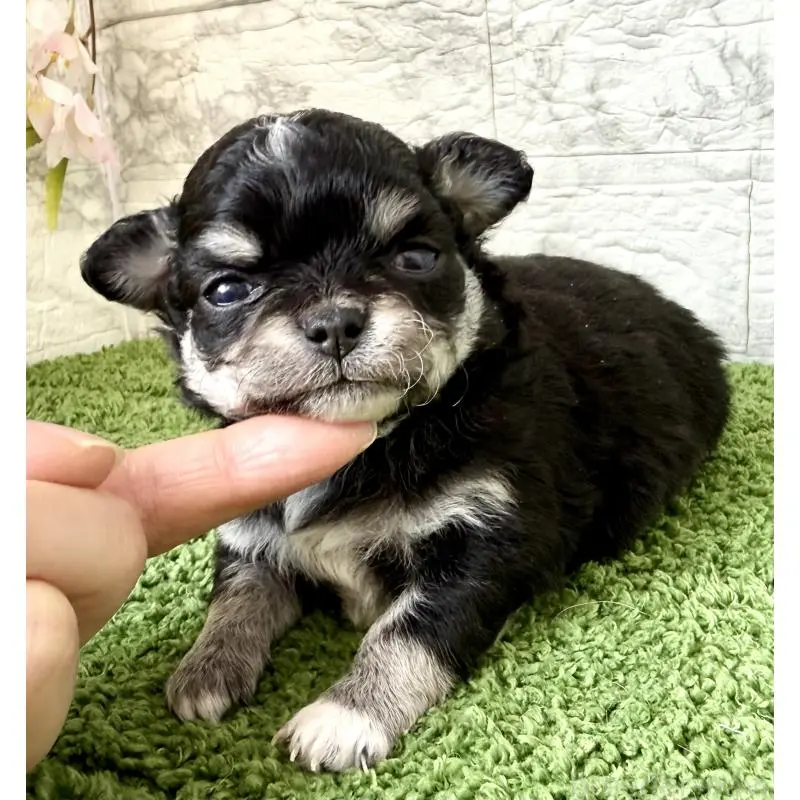 販売中の埼玉県のチワワ(ロングコート)-455208の10枚目