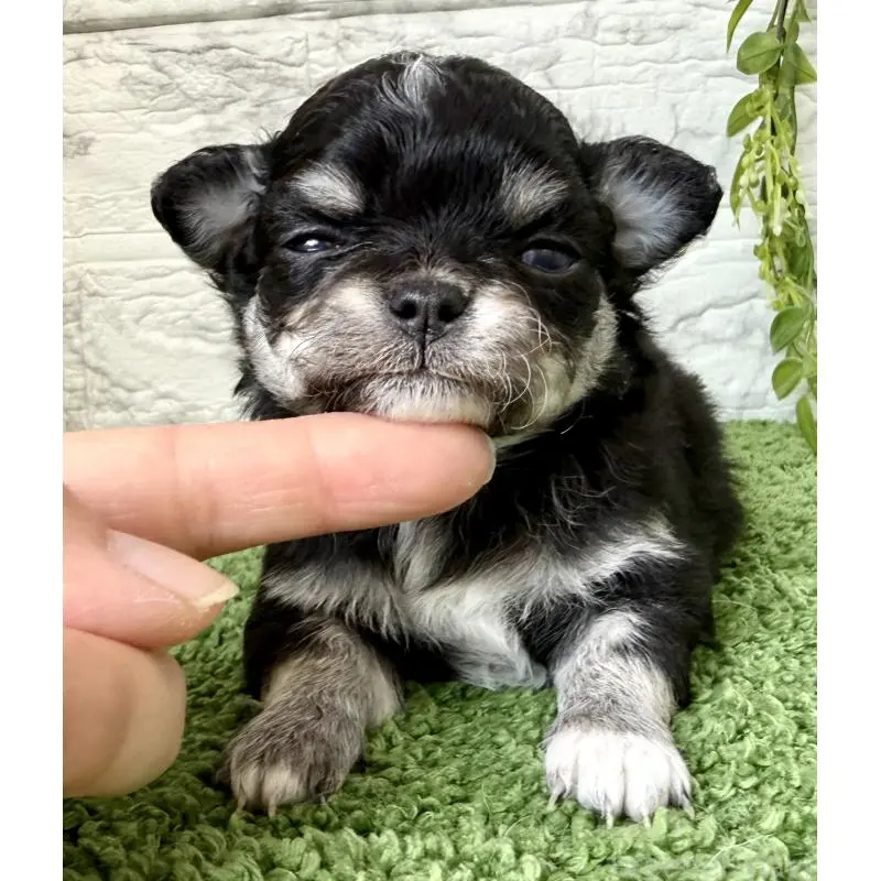 販売中の埼玉県のチワワ(ロングコート)-455208の9枚目