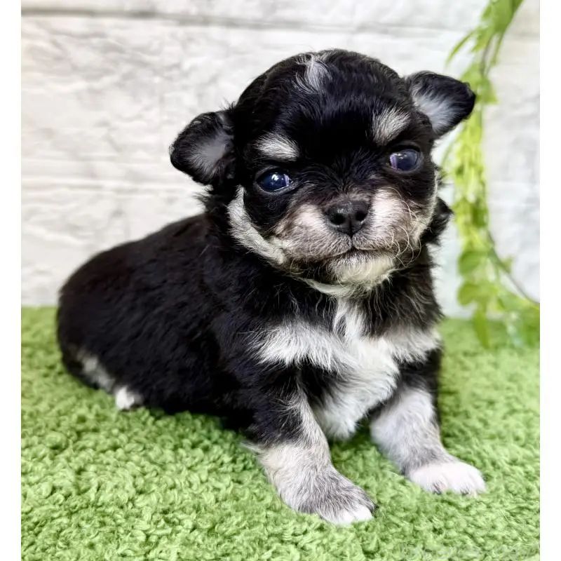 販売中の埼玉県のチワワ(ロングコート)-455208の7枚目