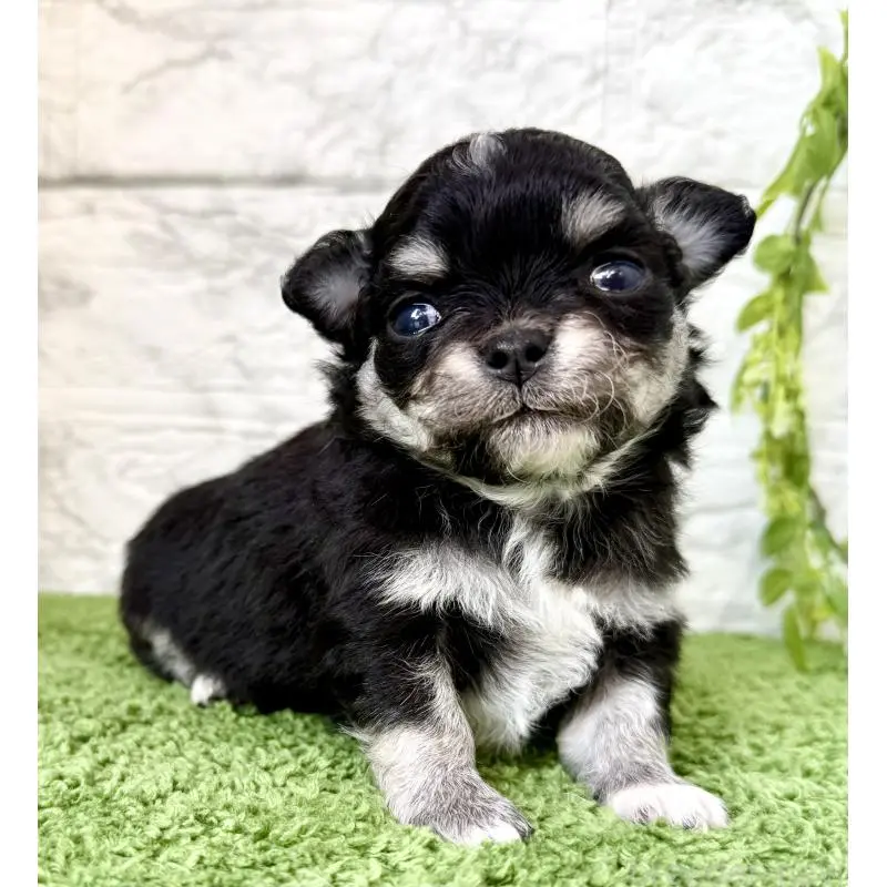 販売中の埼玉県のチワワ(ロングコート)-455208の5枚目