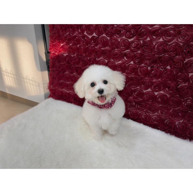 販売中の福岡県のビションフリーゼ-446459の4枚目