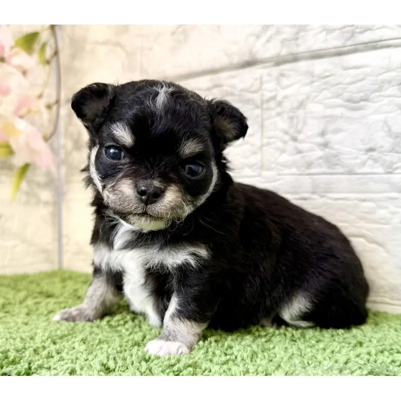 販売中の埼玉県のチワワ(ロングコート)-455208の2枚目