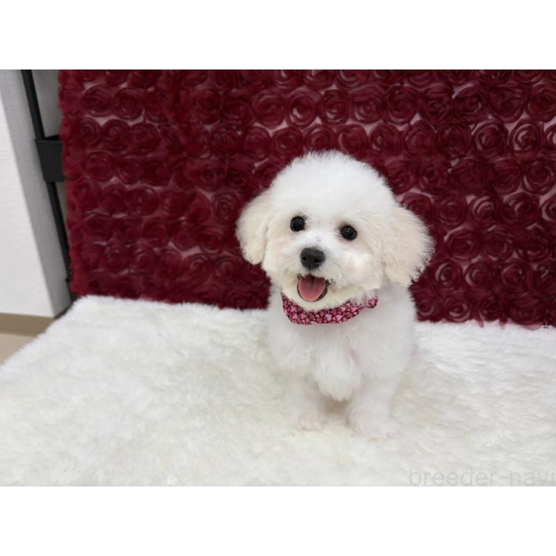 販売中の福岡県のビションフリーゼ-446459