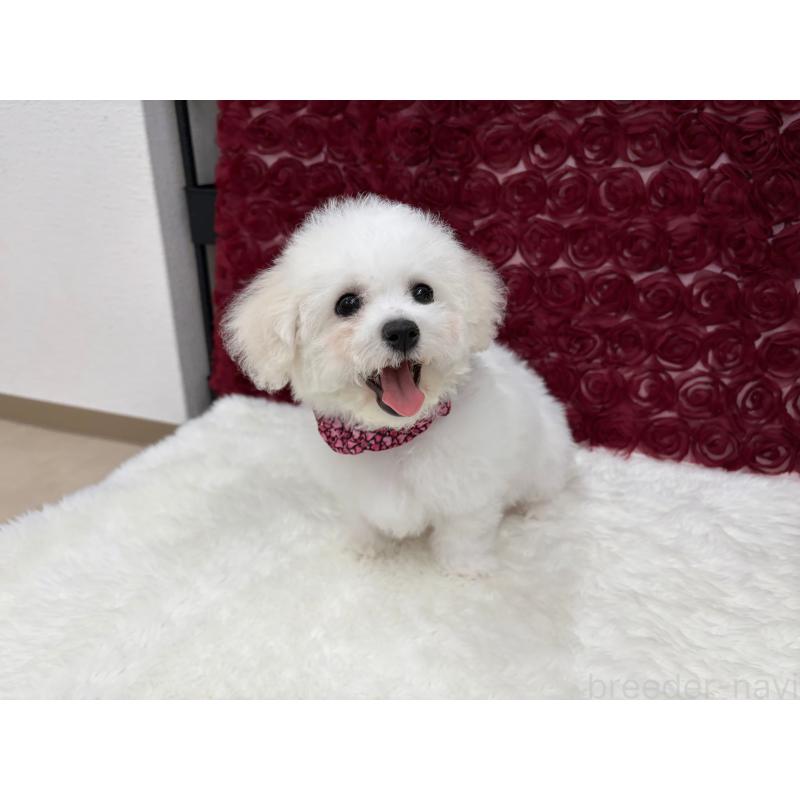 販売中の福岡県のビションフリーゼ-446459の3枚目