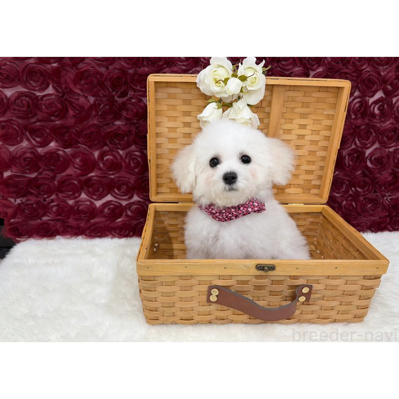 販売中の福岡県のビションフリーゼ-446459の2枚目