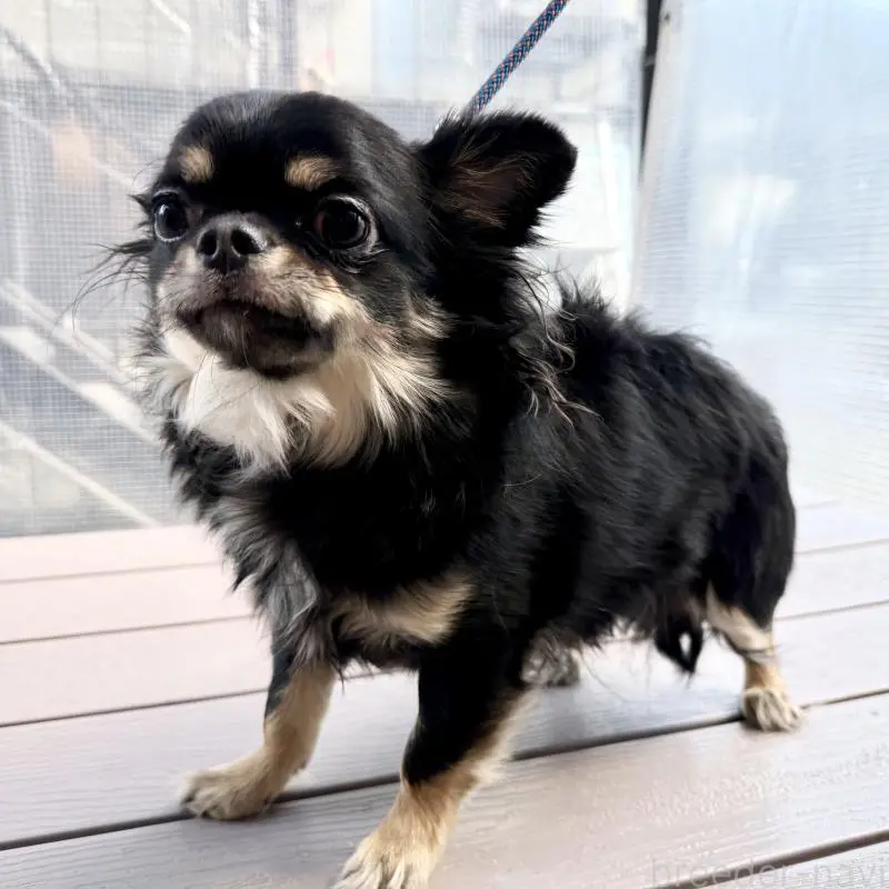 ベッツくん1枚目