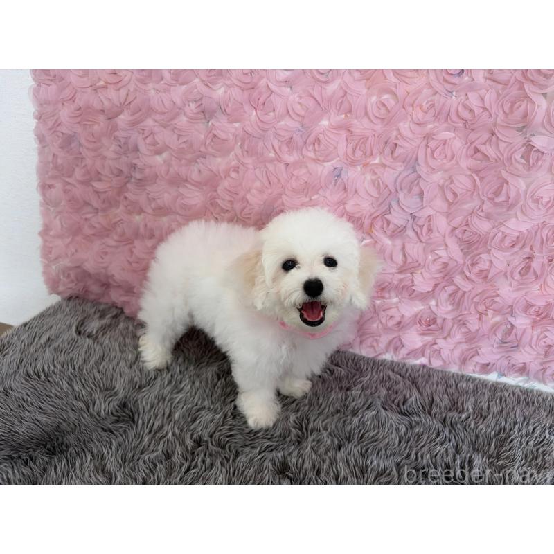 販売中の福岡県のビションフリーゼ-446446