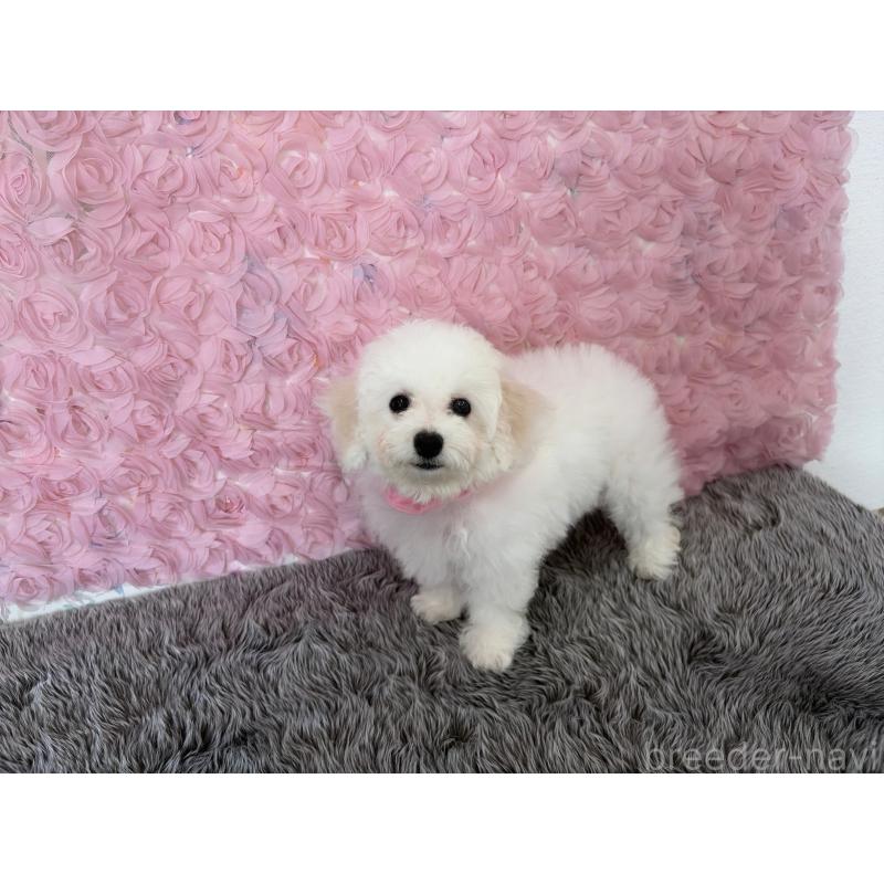 販売中の福岡県のビションフリーゼ-446446の4枚目