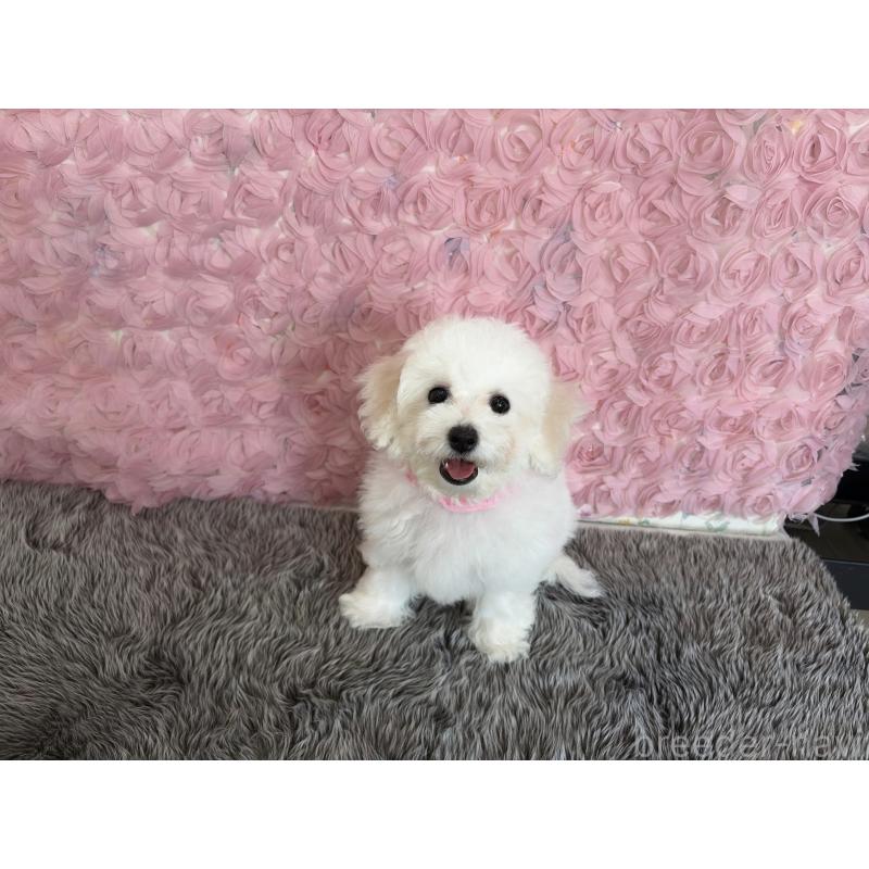 販売中の福岡県のビションフリーゼ-446446の3枚目