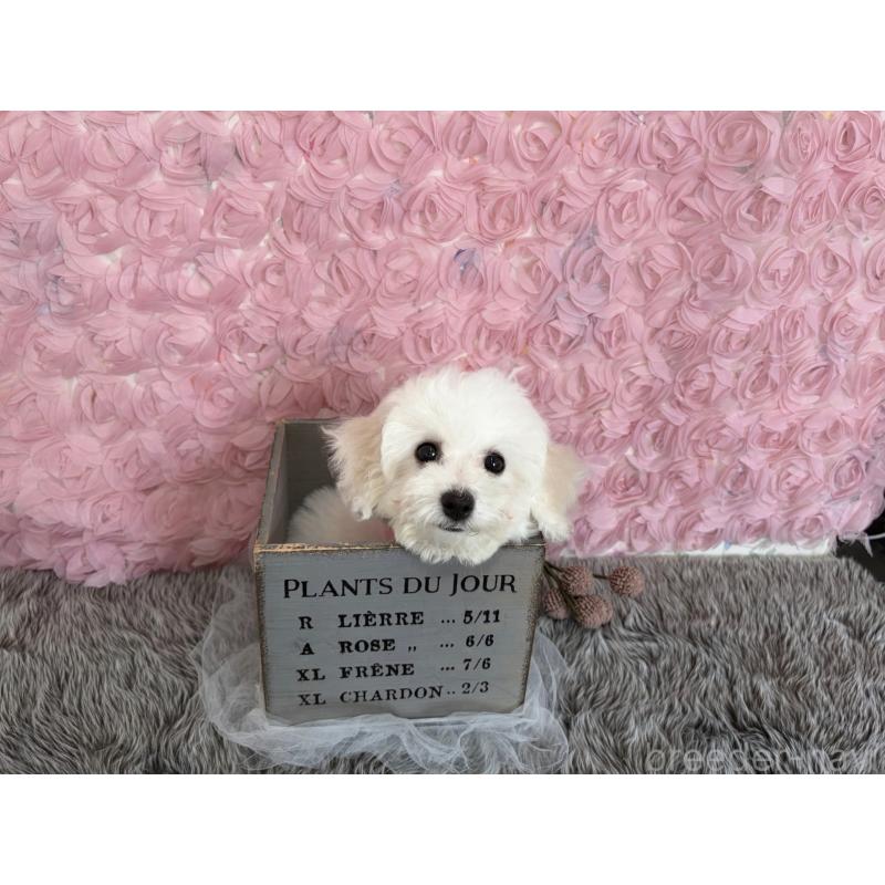 販売中の福岡県のビションフリーゼ-446446の2枚目