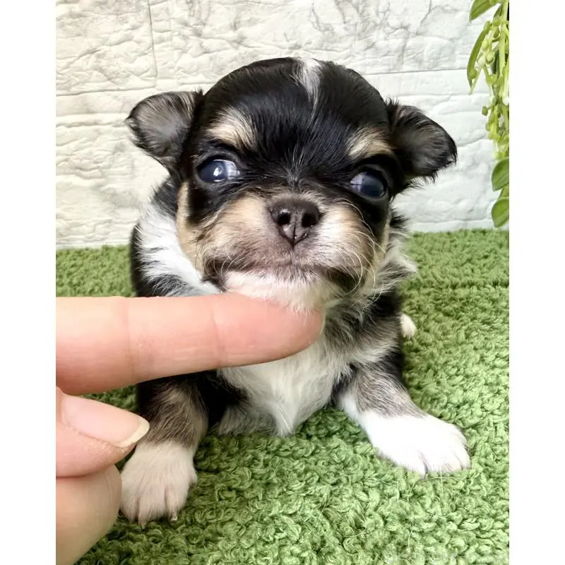 販売中の埼玉県のチワワ(ロングコート)-455209の7枚目