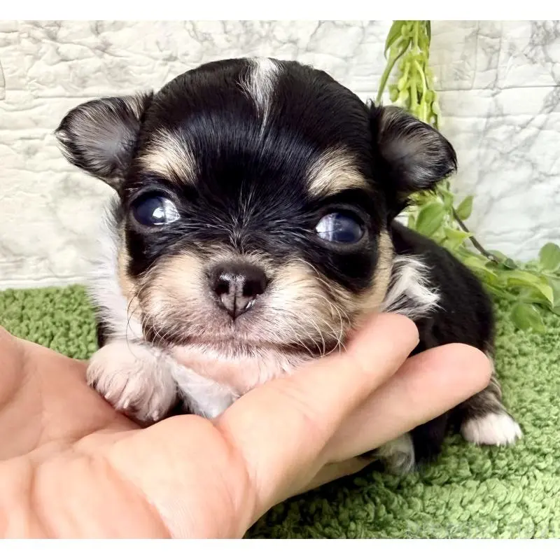 販売中の埼玉県のチワワ(ロングコート)-455209の6枚目