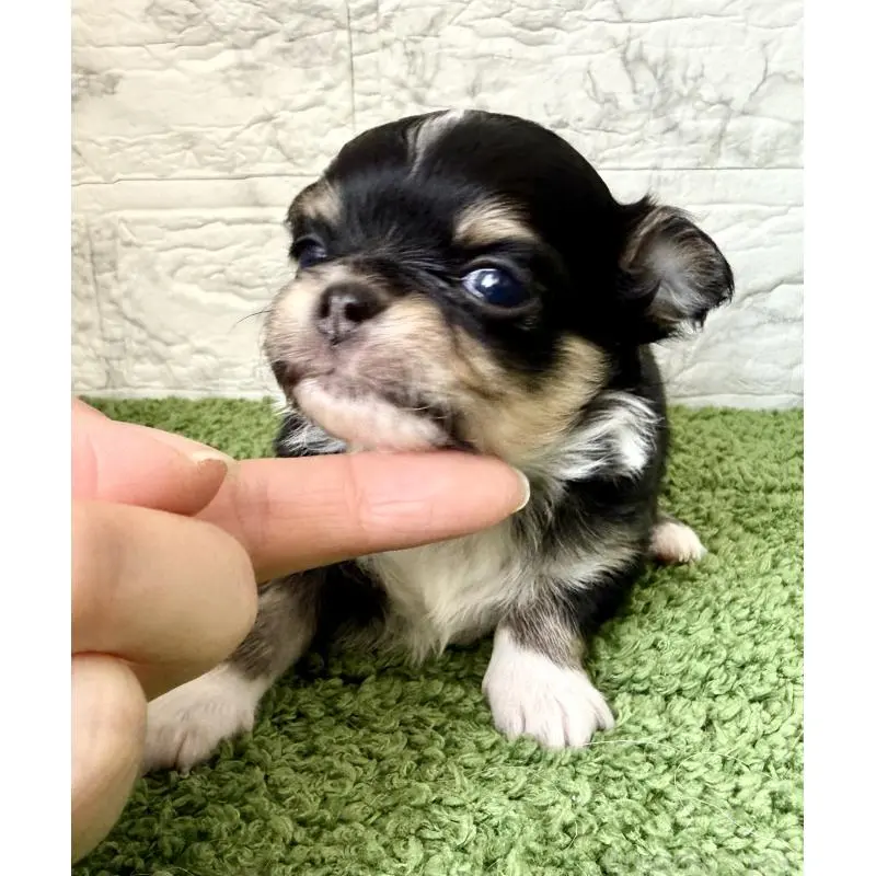 販売中の埼玉県のチワワ(ロングコート)-455209の5枚目