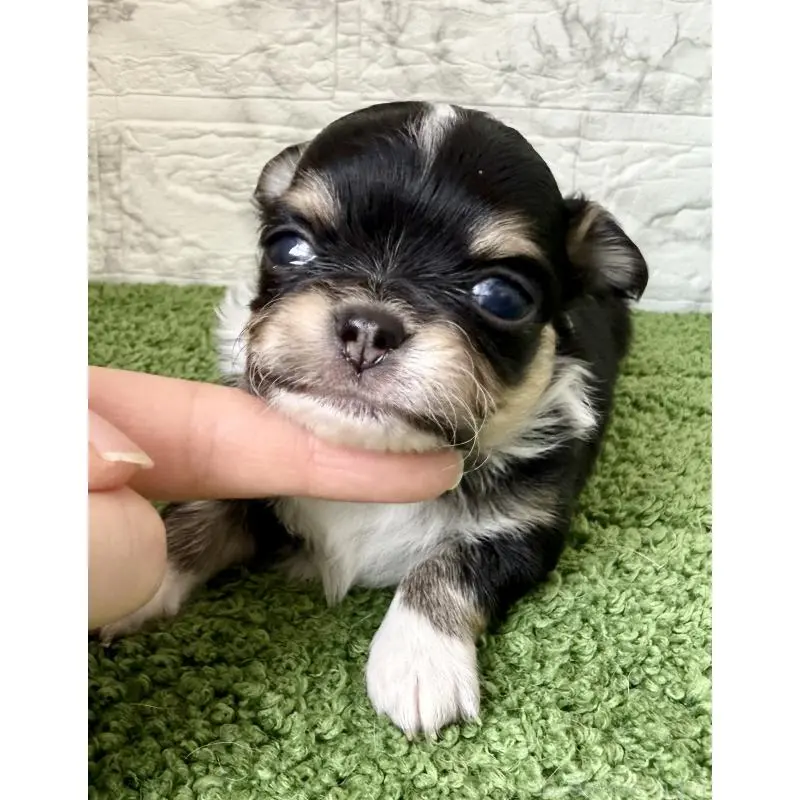 販売中の埼玉県のチワワ(ロングコート)-455209の4枚目