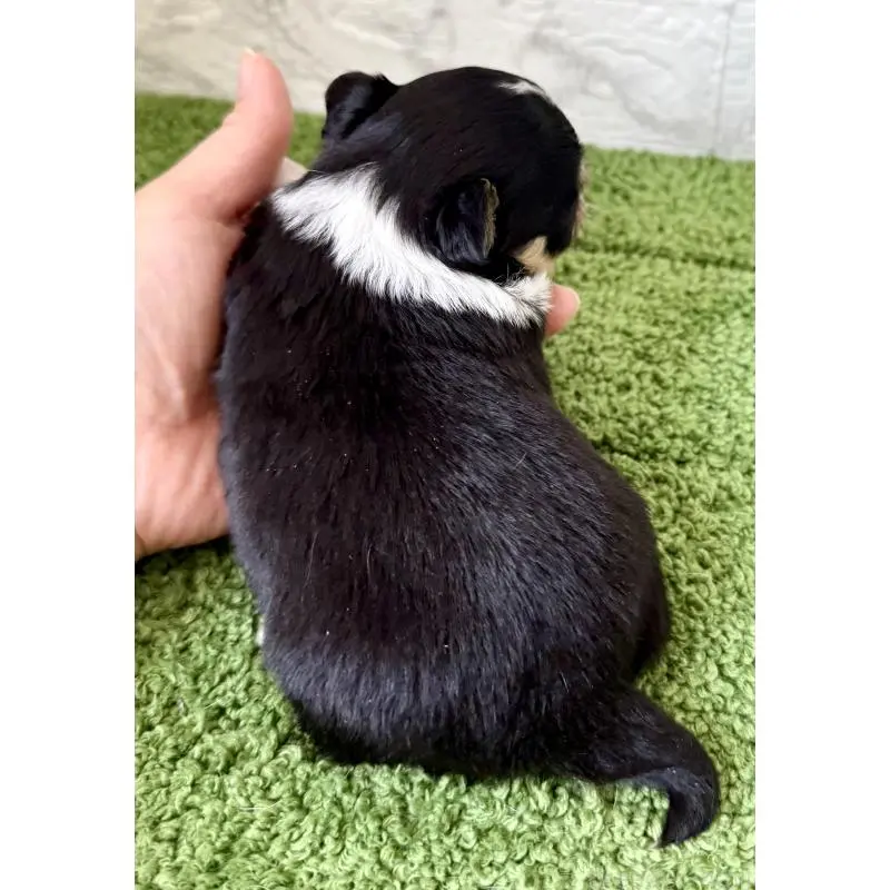 販売中の埼玉県のチワワ(ロングコート)-455209の3枚目