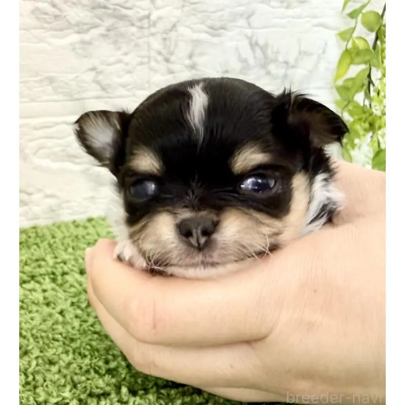 販売中の埼玉県のチワワ(ロングコート)-455209の2枚目