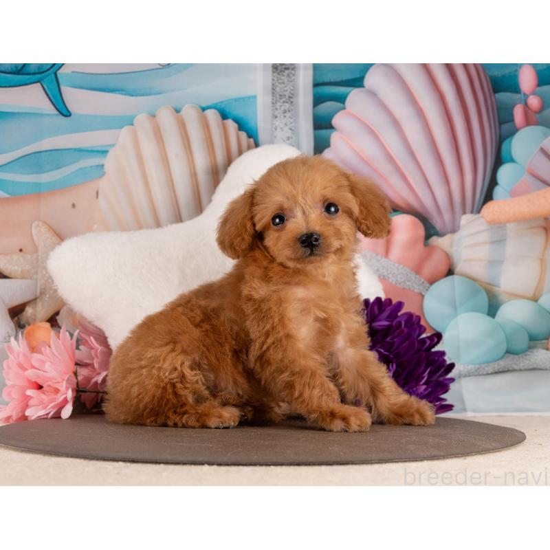 販売中の愛知県のトイプードル-455210の2枚目