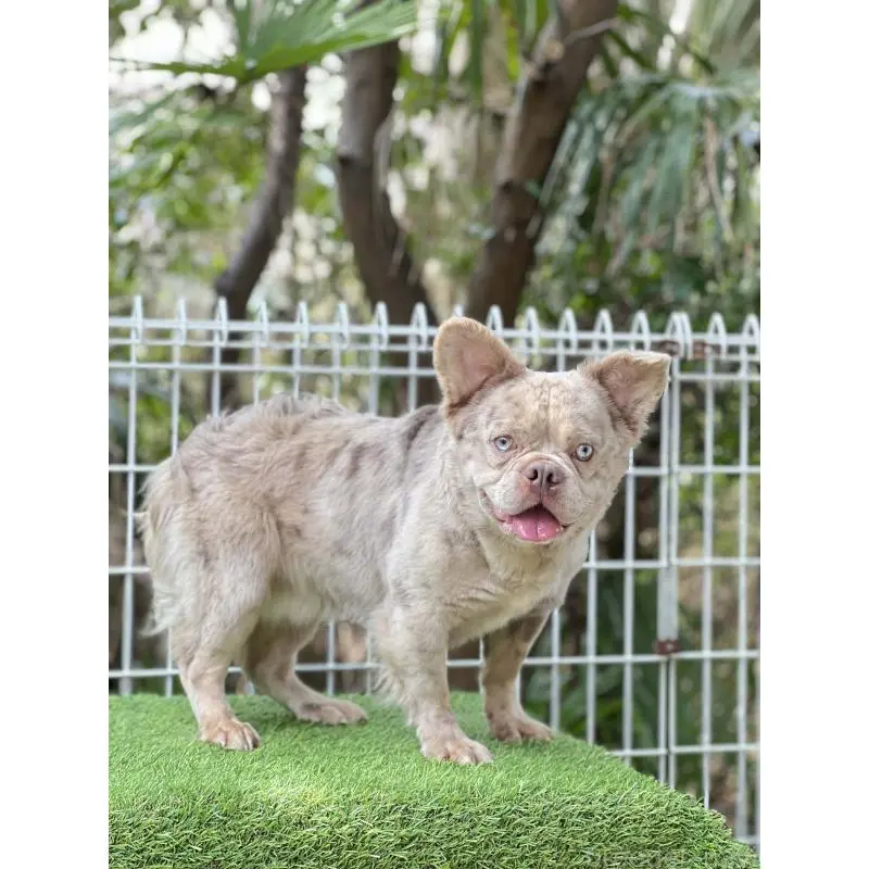 販売中の奈良県のフレンチブルドッグ-455213の13枚目