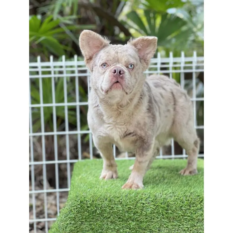 販売中の奈良県のフレンチブルドッグ-455213の12枚目