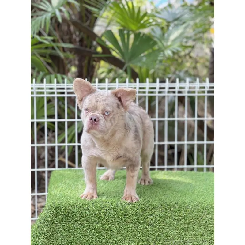 販売中の奈良県のフレンチブルドッグ-455213の11枚目