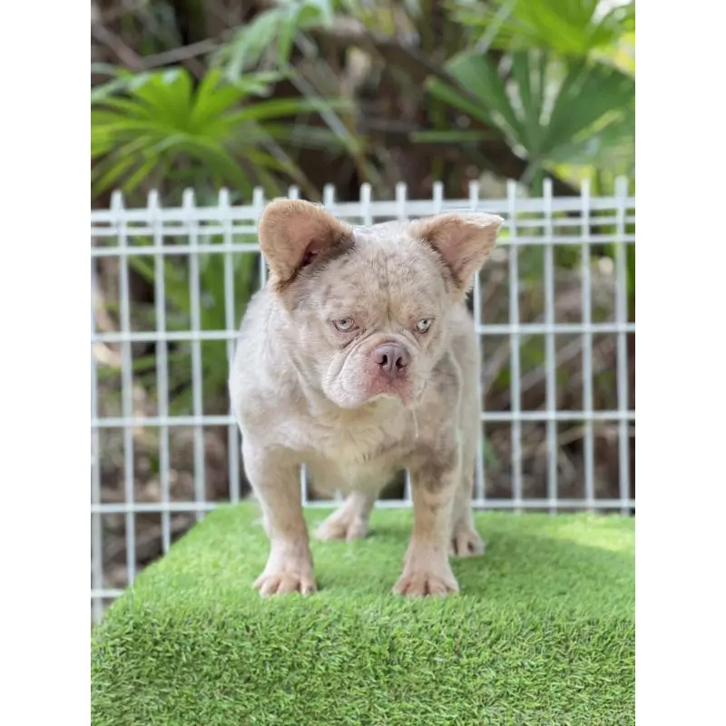 販売中の奈良県のフレンチブルドッグ-455213の10枚目