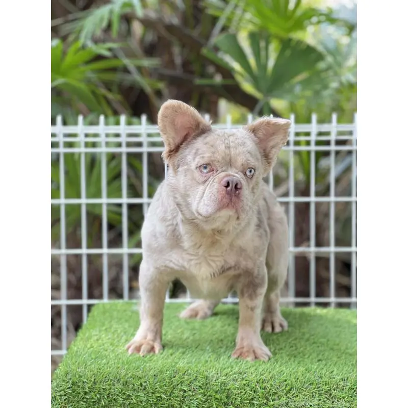 販売中の奈良県のフレンチブルドッグ-455213の9枚目