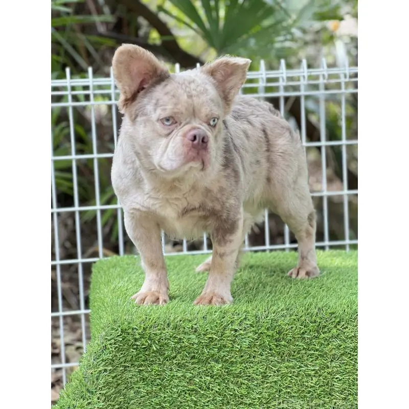 販売中の奈良県のフレンチブルドッグ-455213の8枚目