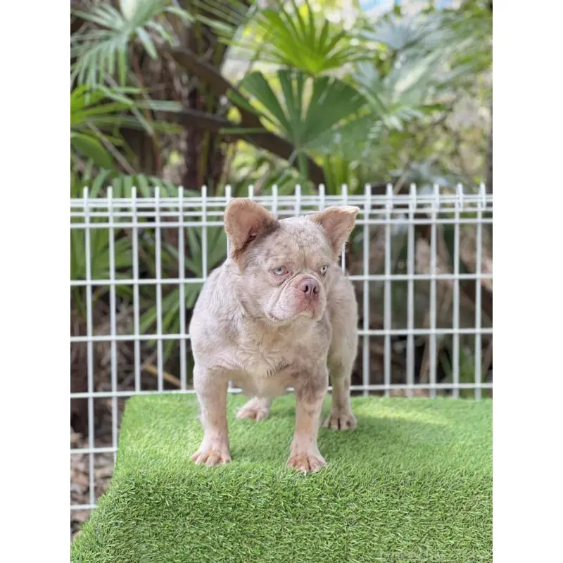 販売中の奈良県のフレンチブルドッグ-455213の7枚目