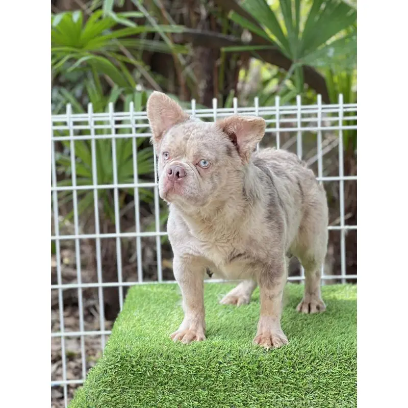 販売中の奈良県のフレンチブルドッグ-455213の6枚目