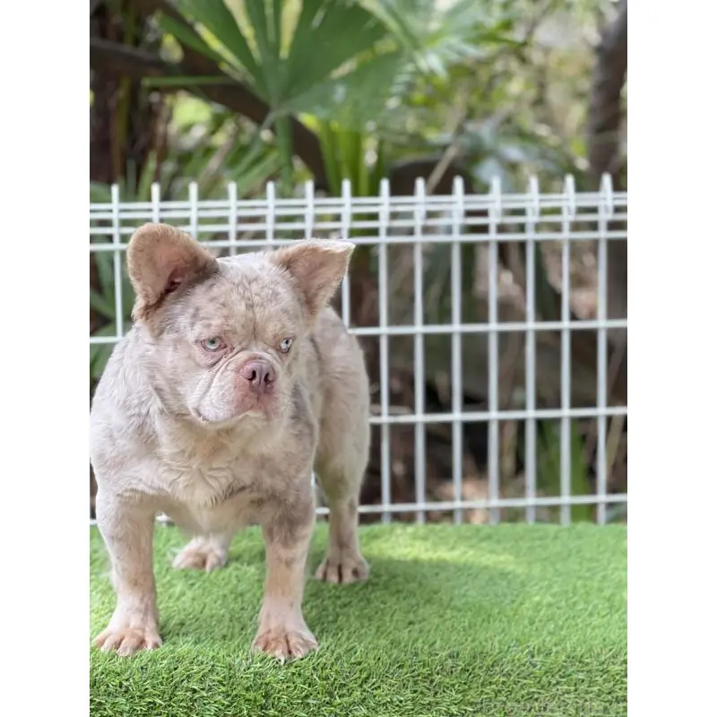 販売中の奈良県のフレンチブルドッグ-455213の5枚目