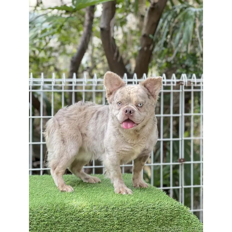 販売中の奈良県のフレンチブルドッグ-455213の4枚目