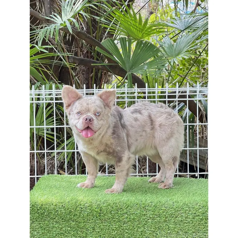 販売中の奈良県のフレンチブルドッグ-455213の3枚目