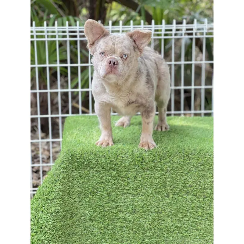 販売中の奈良県のフレンチブルドッグ-455213の2枚目