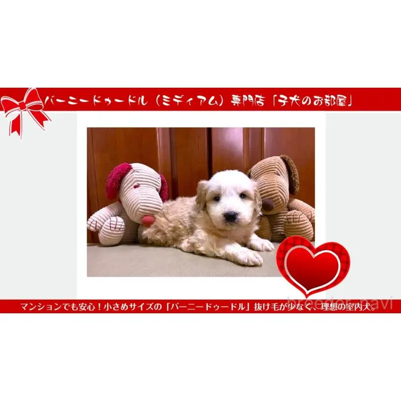 販売中の茨城県のミックス犬-455211の2枚目