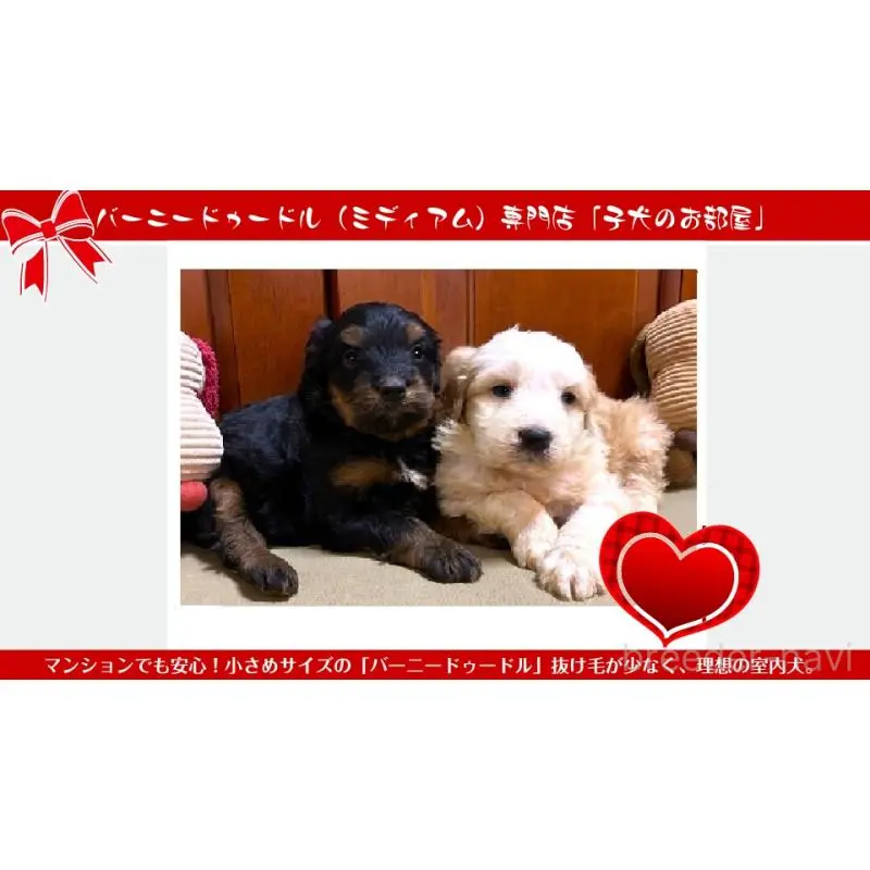 販売中の茨城県のミックス犬-455211の3枚目