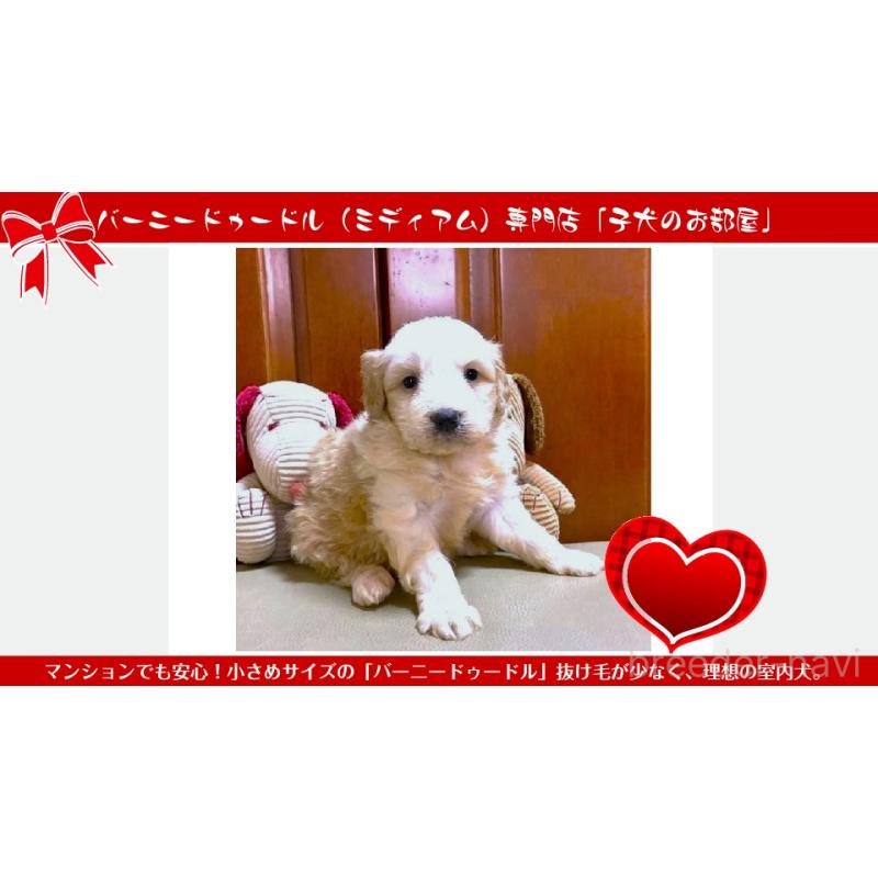 ♀︎ミックス犬