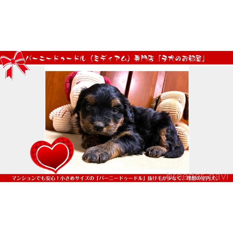 販売中の茨城県のミックス犬-455212の2枚目