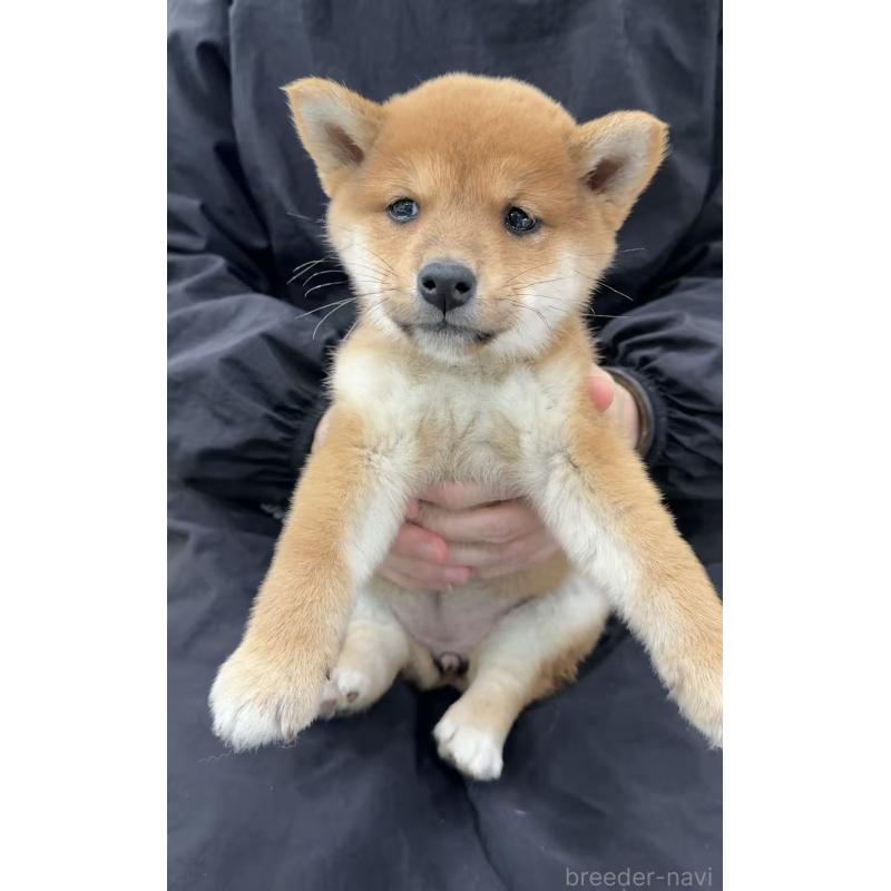 販売中の東京都の柴犬-455262の5枚目