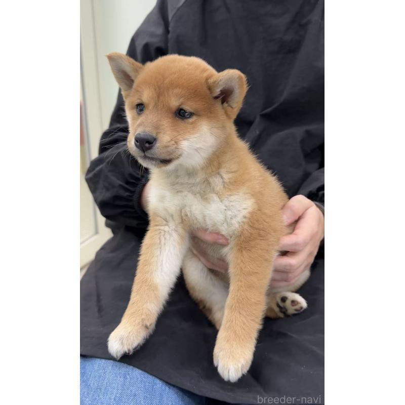 販売中の東京都の柴犬-455262の4枚目