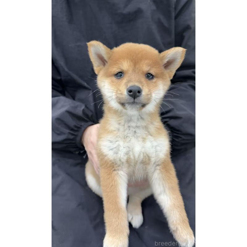 販売中の東京都の柴犬-455262の3枚目